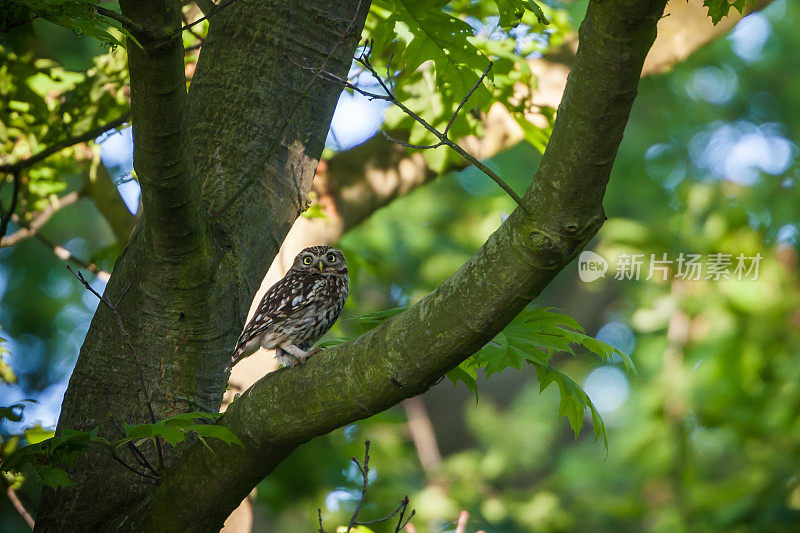 小猫头鹰(Athene noctua)